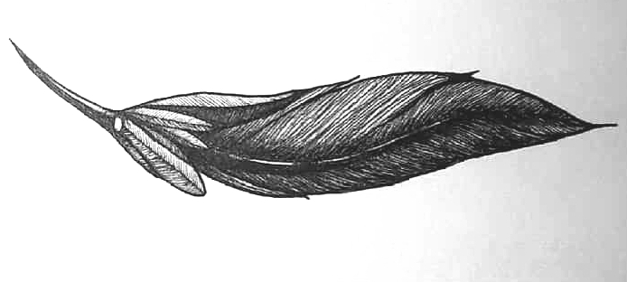 Pluma